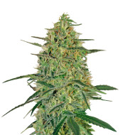 Banana Kush Autoflower