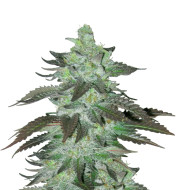 Banana Kush Feminized