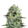 Banana Punch Feminized