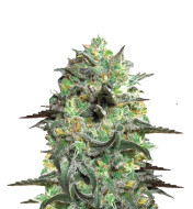 Banana Punch Feminized