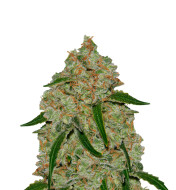 Banana Sherbet Feminized