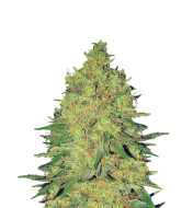 Banana Zkittlez Feminized