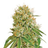 BC God Bud Regular