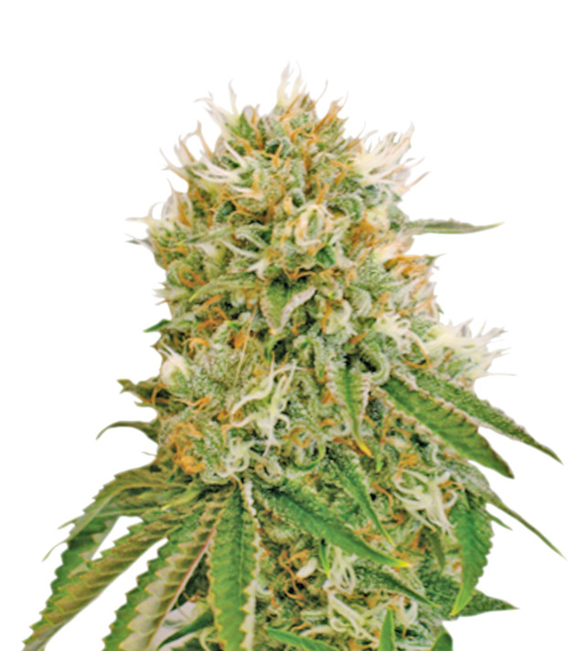 BC God Bud Regular