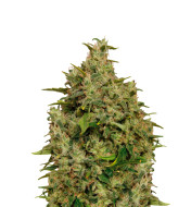 Big Bud Autoflower