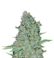 Big Bud Fast Version