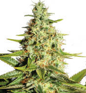 Big Bud Feminized
