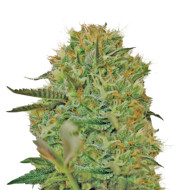Big Devil Autoflower