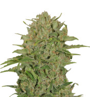 Biscotti Mintz Feminized