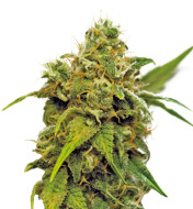 Black Afghan Autoflower