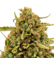 Black Cherry Soda Feminized