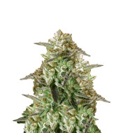 Black Domina Fast Version