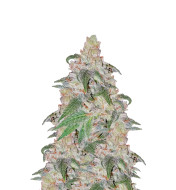 Black Domina Feminized