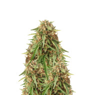 Black Jack Autoflower
