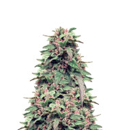 Black Jack Feminized