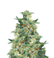 Black Runtz Feminized