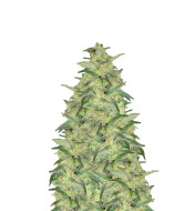 Black Sugar Feminized