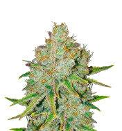 Black Widow Autoflower