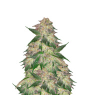 Black Widow Feminized