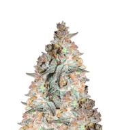 BlackBerry Autoflower