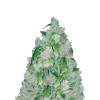Blackberry Moonrocks Autoflower