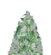 Blackberry Moonrocks Autoflower