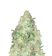 Blackberry Moonrocks Feminized