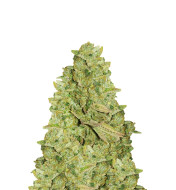 Blackberry Pie Feminized