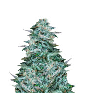 Blue Cheese Autoflower