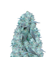 Blue Cheese Feminized
