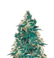 Blue Cookies Fast Version