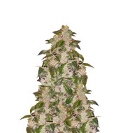 Blue Cookies Feminized