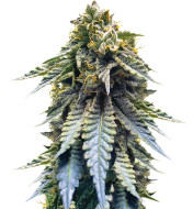 Blue Dream Feminized