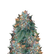 Blue Monkey Feminized