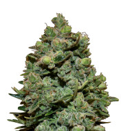 Blue OG Feminized