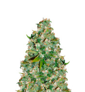 Blue Widow Feminized