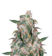 Blueberry AK Feminized
