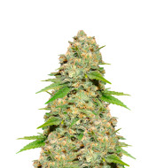 Blueberry Autoflower