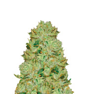 Blueberry Fast Version