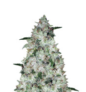 Blueberry Feminized