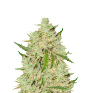 Blueberry Ghost OG Autoflower