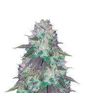 Blueberry Kush Regular