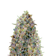 Bruce Banner 2.0 Feminized