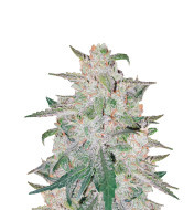 Bruce Banner Fast Version