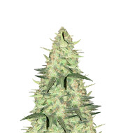 Bruce Banner Regular