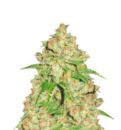 Bubba Kush Autoflower