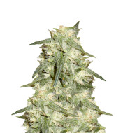 Bubba Kush Feminized