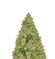 Bubblegum Autoflower