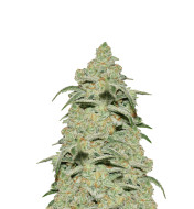 Bubblegum Cookies Feminized