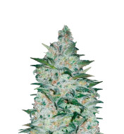 Bubblegum Feminized